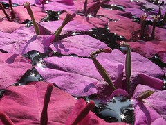 Flowers - Pink Petals Floating