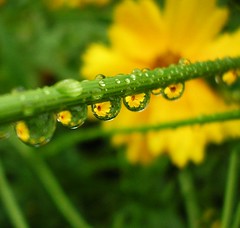 Yellow flowers in raindrops 1