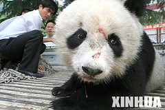 Injured Panda
