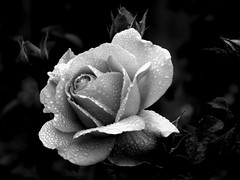 Flowers in Black and White