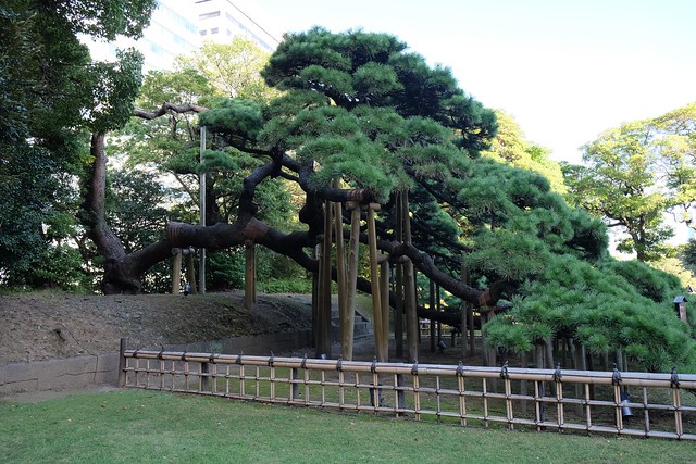 300 year pine at Hamarikyu Gardens