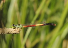 Dragonflies UAE (United Arab Emirates)