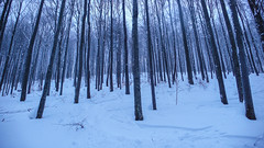 Zimowy las bukowy w Biszczadach