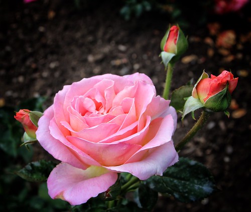 Sonnenberg Gardens & Mansion Historic Park ~ Canandaigua NY ~ Pink Rose