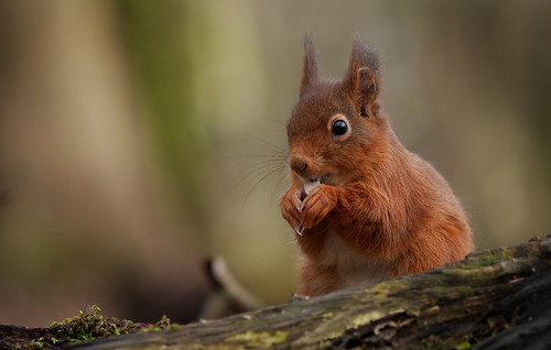 Red Squirrel (Sciurus vulgaris), Parc de Woluwé, Brussels