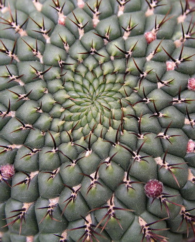 Spiralic cactus by petrichor