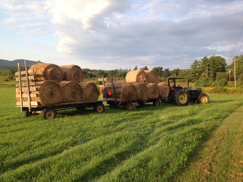 Picking up hay.