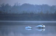 Cygnes / Swans
