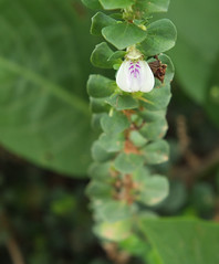 Chikballapur flora