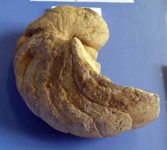 Cenoceratidae