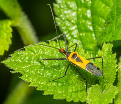 Assassin Bugs (Reduviidae)