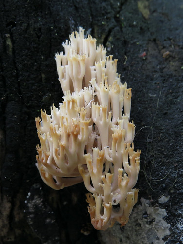 Artomyces pyxidatus - kruunuhaarakas

Photo by Kari Pihlaviita on  Flickr Автор фото: Kari Pihlaviita