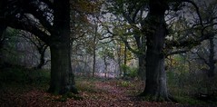 Sherwood Forest. Nottinghamshire