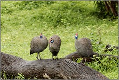 2017 01 19 Les oiseaux de Chobe