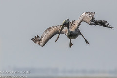 Bird Album 11 - Pelicans, Herons, Bitterns and allies