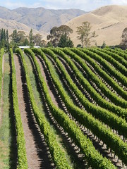 New Zealand 22 Wairau Valley Vineyards