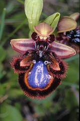 Ophrys species