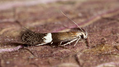 Wiltshire Micro Moths