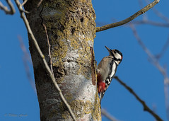 Pic épeiche (Dendrocopos major - Great Spotted Woodpecker)