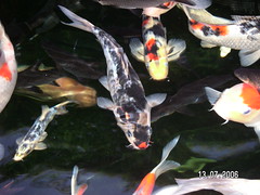 fishes & cascades
