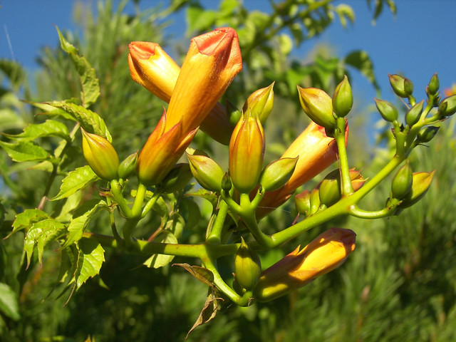 Campsis Radicans Buds