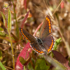 Portuguese Lepidoptera