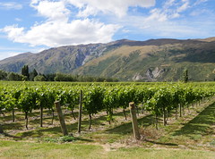 New Zealand 38 Gibbston Valley Wines