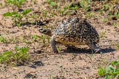 Tanzania 2017 - Reptiles and Amphibians
