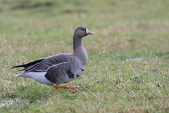 White-fronted Goose (tundragås)