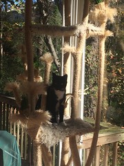home made cat tree