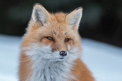Red Foxs