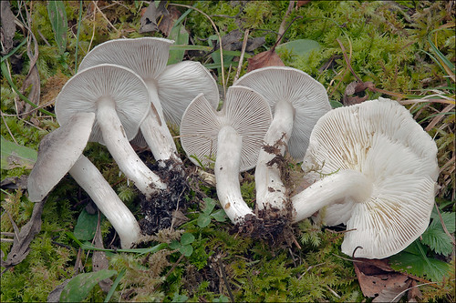 Рядовка серебристая (Tricholoma scalpturatum)Photo by Amadej Trnkoczy  on Flickr Автор фото: Amadej Trnkoczy (Slovenija)