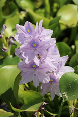 Sea of Water Hyacinth 鳳眼藍花海