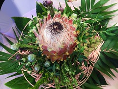 Protea and Triffids
