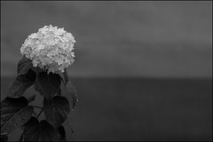 'flora in bw'