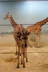 Bronx Zoo - Carter Giraffe Building