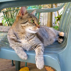 Cats of Key West, November 2014 trip