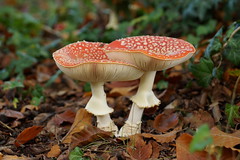 Paddenstoelen - Mushrooms