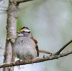 Bruant à gorge blanche / White throated Sparrow