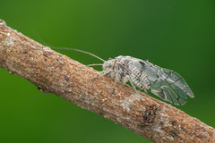囓蟲 Psocoptera