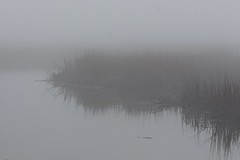 Fog Bottom Marsh