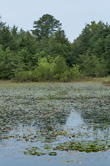 Cranberry Bog Preserve, Riverhead, NY August 2015