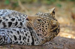 Leopardi 