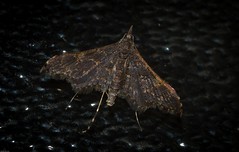 Tineodidae