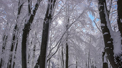 Bukowy las przykryty śniegiem