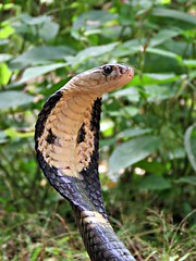 Serpientes - Snakes