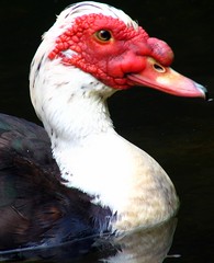 Red-faced Muscovy Duck