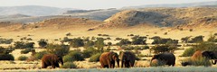 Namibia Elephants