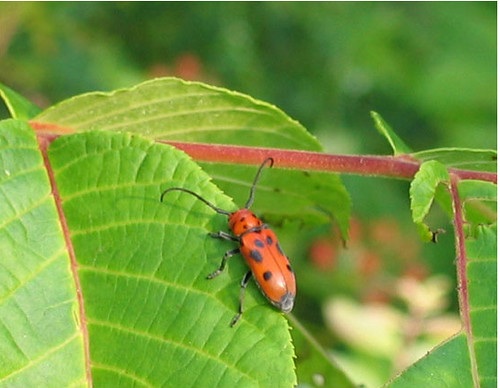 Red Milkweed Beetle, Tetraopes tetraopthalmus