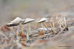 paddenstoelen 2015